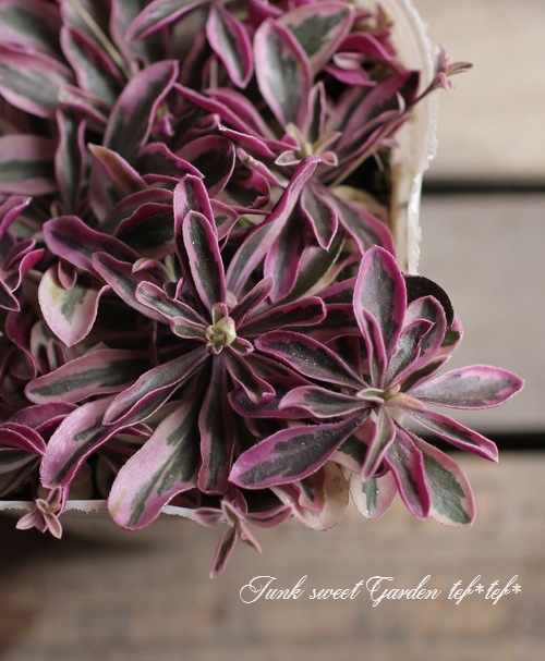 �����ꥢ��ӥ����ץ�����󥹡��إХꥨ�������١��إϡ��졼���������