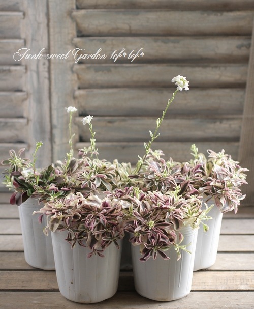 斑入りアラビス・プロクレンス 『バリエガータ』 『ハーレークイーン