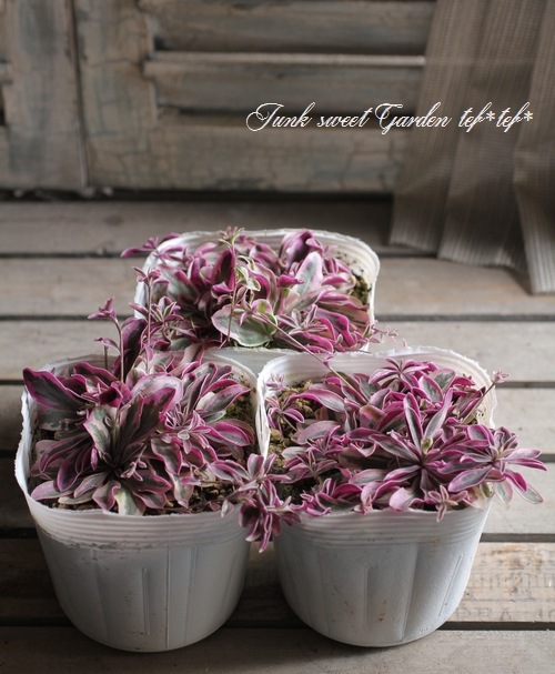 �����ꥢ��ӥ����ץ�����󥹡��إХꥨ�������١��إϡ��졼���������