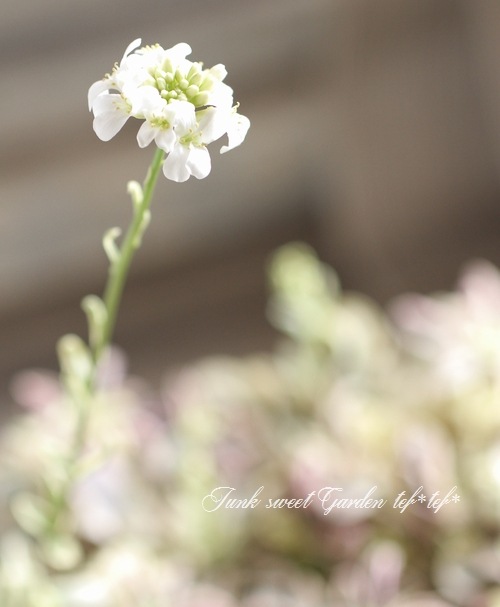 �����ꥢ��ӥ����ץ�����󥹡��إХꥨ�������١��إϡ��졼���������