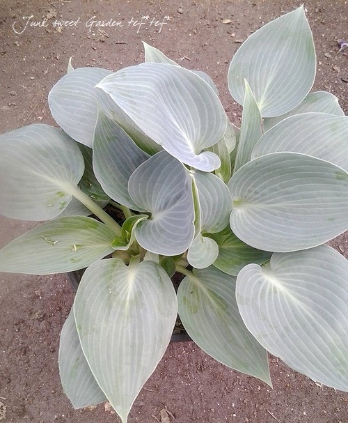 �ۥ��������ܥ��� �إϥ륷�����