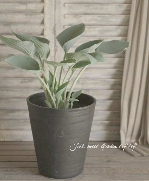 �ۥ��������ܥ��� �إϥ륷�����