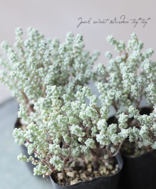 多肉植物 セダム 茎立ちブレビフォリウム すべての商品 Junk Sweet Garden Tef Tef
