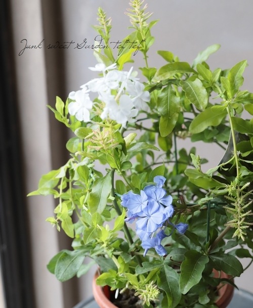 プルンバーゴ』 『ルリマツリ』 【MIX】 | すべての商品