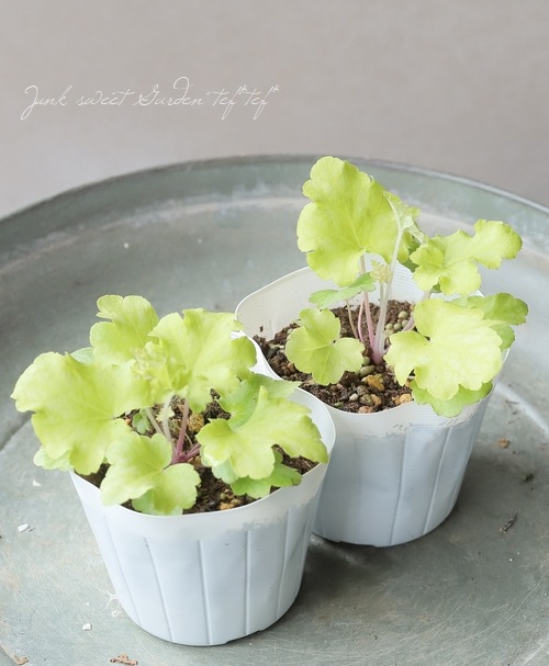 �ڥϥ�ǥ���� �ҥ塼���顡�إ饤���åե륺��