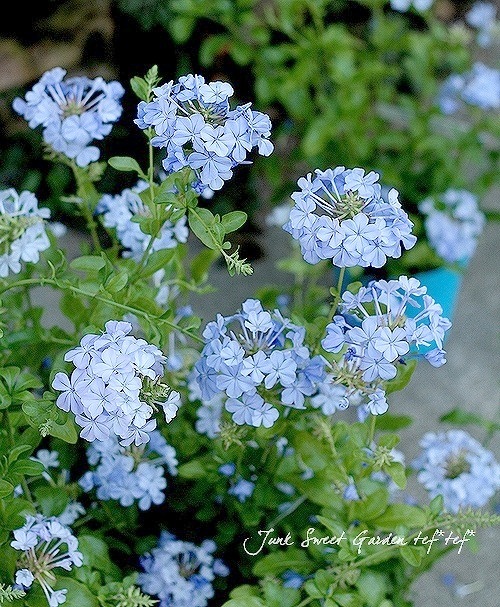 ルリマツリ　ブルペンバコ プルンバーゴ』 『ルリマツリ』 【MIX】 | すべての商品