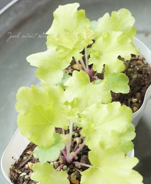 �ڥϥ�ǥ���� �ҥ塼���顡�إ饤���åե륺��