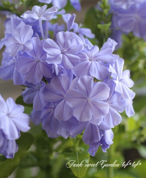 ルリマツリ　ブルペンバコ Amazon | ☆ルリマツリ（プルンバゴ） ブルー 1株 | 花