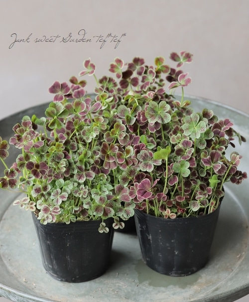 みもと園芸エンジェルクローバー 『ハッピーデイ』 | すべての商品