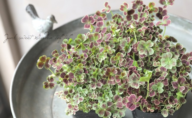 みもと園芸エンジェルクローバー 『ハッピーデイ』 | すべての商品