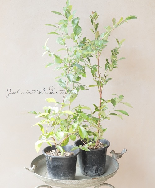 果樹】ブルーベリー・ラビットアイ系 『クライマックス』 | 花苗