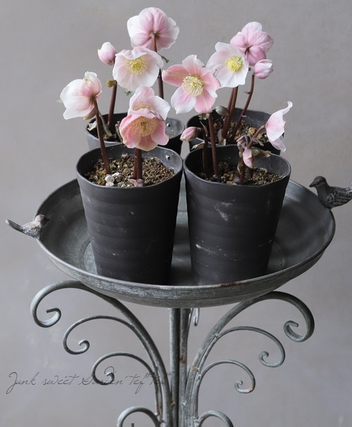 広瀬園芸さん クリスマスローズ 『ピンクニゲル』 | すべての商品