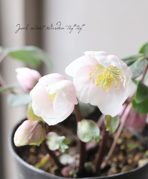 広瀬園芸さん クリスマスローズ 『ピンクニゲル』 | すべての商品