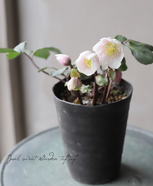 広瀬園芸さん クリスマスローズ 『ピンクニゲル』 | すべての商品