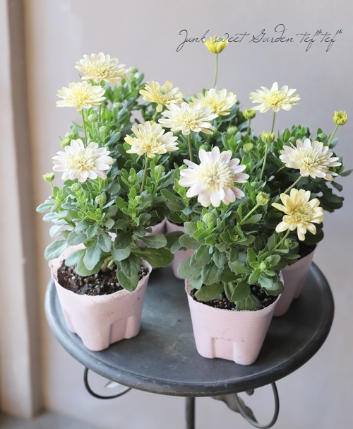 ゲブラさんのオステオスペルマム カレン すべての商品 Junk Sweet Garden Tef Tef