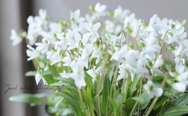 宿根スミレ 『新島すみれ』 | すべての商品 | | Junk sweet Garden tef