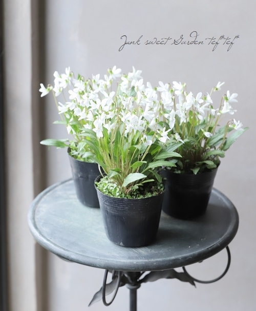 スミレ Flower Species,スミレ | Junk sweet Garden tef*tef*