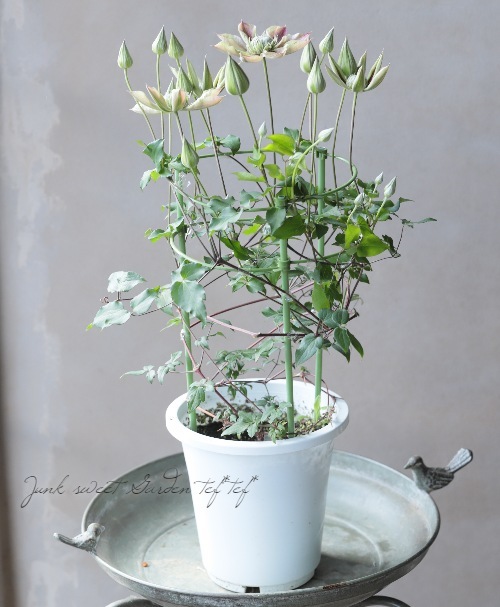 【新品】高級手芸スキルスクリーン　NO.92 忘れな草 八重咲きクレマチス『水面の妖精』【アンティークピンク】 個人育種家