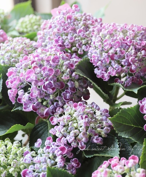 おたふく紫陽花 ホップコーン ピンク すべての商品 Junk Sweet Garden Tef Tef
