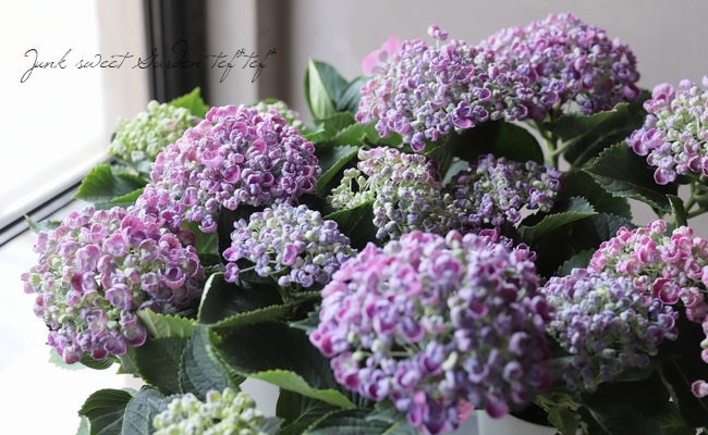 おたふく紫陽花 ホップコーン ピンク すべての商品 Junk Sweet Garden Tef Tef