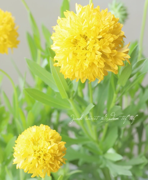 Ȭ�ź餭�������ǥ����إۥ磻�ȡ١�C��
