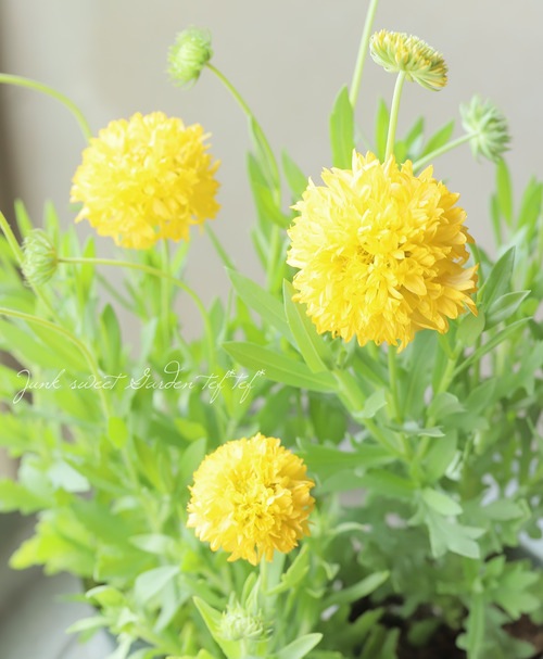 Ȭ�ź餭�������ǥ����إۥ磻�ȡ١�C��