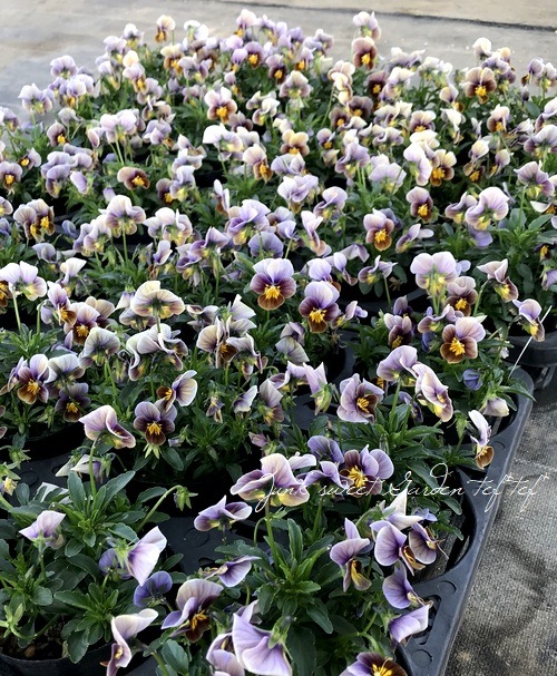 ������ƥ������ӥ��顡�إե����ƥåɥ��祳�졼�ȡ�