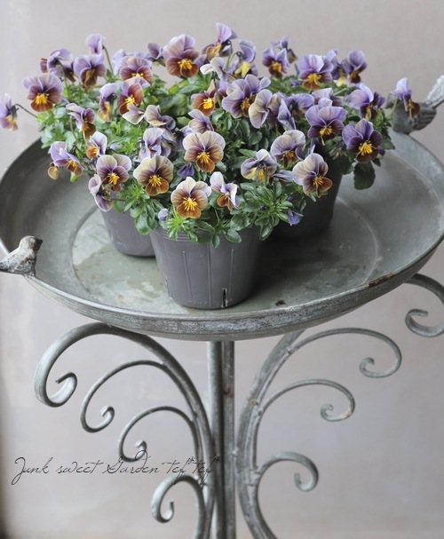 ������ƥ������ӥ��顡�إե����ƥåɥ��祳�졼�ȡ�