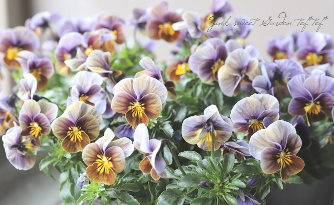 ▽アンティークビオラ 『フロステッドチョコレート』 | すべての商品