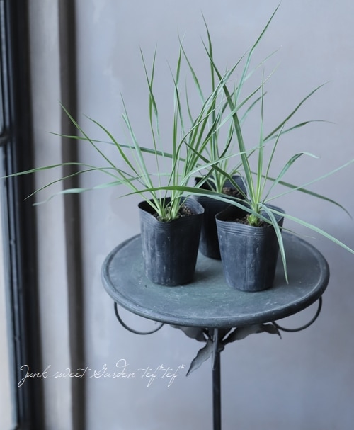 ユッカ　サファイアスカイズ 楽天市場】ユッカ ロストラータ'サファイヤ スカイズ' : お