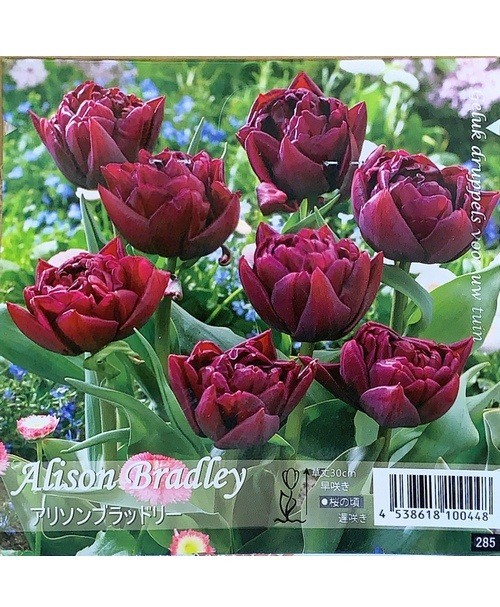 ڵ庬Ȭź餭塼åסإ꥽֥åɥ꡼١庬5