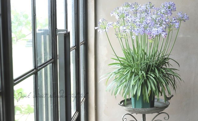 四季咲きアガパンサス・サマーラブ 『ブルー』 コンパクト品種