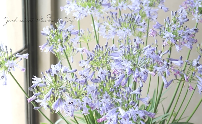 四季咲きアガパンサス・サマーラブ 『ブルー』 コンパクト品種