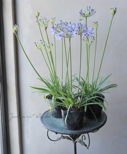 四季咲きアガパンサス サマーラブ コンパクト品種 すべての商品 Junk Sweet Garden Tef Tef