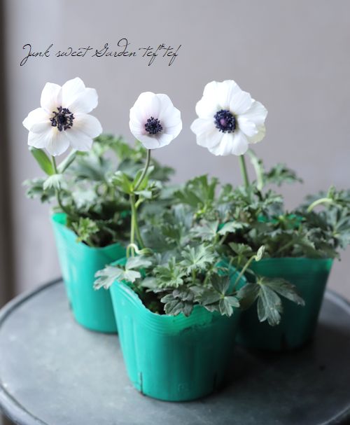 アネモネパブニナ 横山園芸さんのガーデンアネモネ 『パブニナ』 【No.58】2023 | すべて