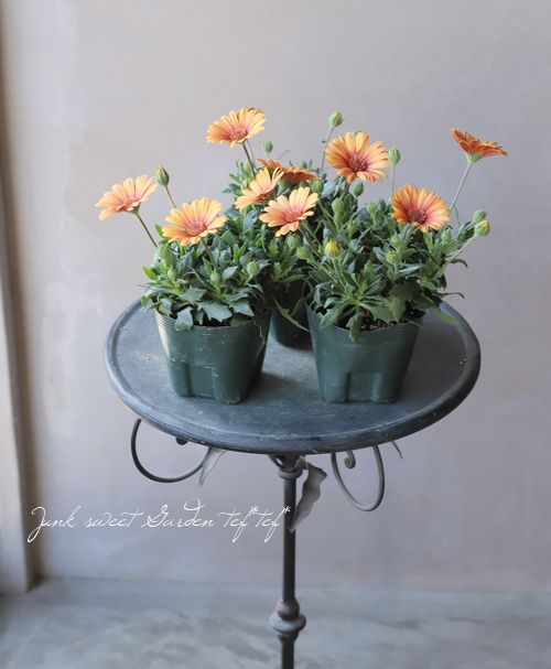 ֥餵Υƥڥޥࡡإޥ