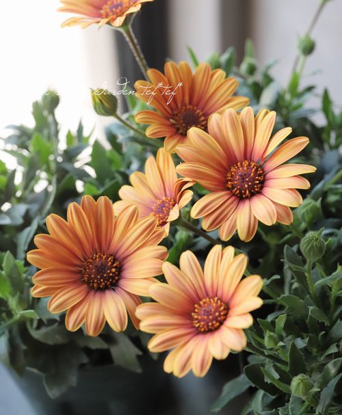 ֥餵Υƥڥޥࡡإޥ