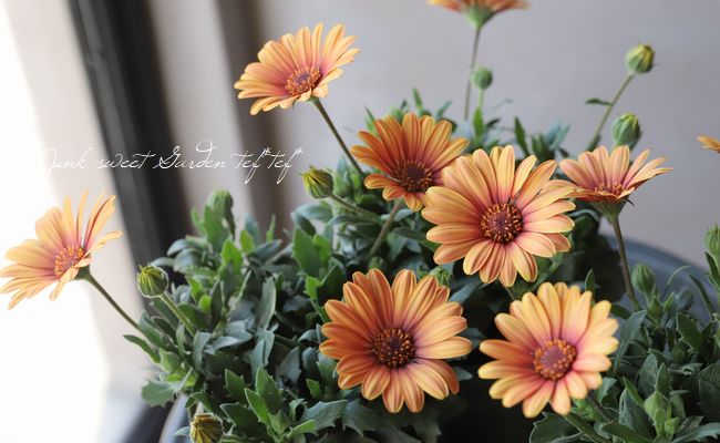 ֥餵Υƥڥޥࡡإޥ