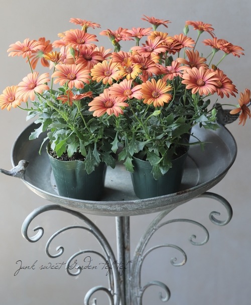 ֥餵Υƥڥޥࡡإޥ