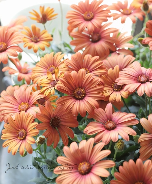 ֥餵Υƥڥޥࡡإޥ