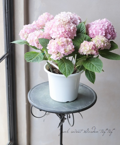 �󵨺餭���۲֡��إ���ɥ쥹���ޡ��٥ԥ�