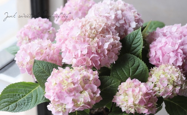 二季咲き紫陽花 『エンドレスサマー』ピンク | すべての商品 | | Junk