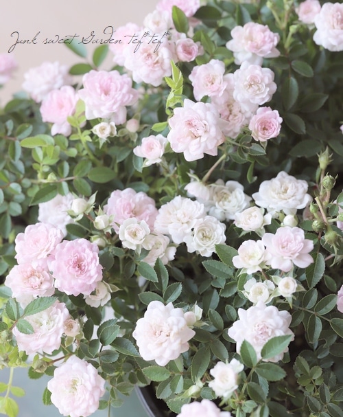 極小輪ミニバラ 『ハートフォーユー 』 | すべての商品 | | Junk