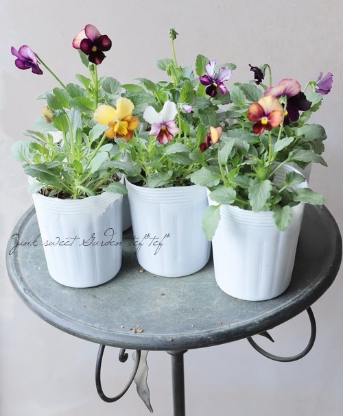 ○松原園芸さんビオラ・アルス 『サブティリオール』 | すべての商品