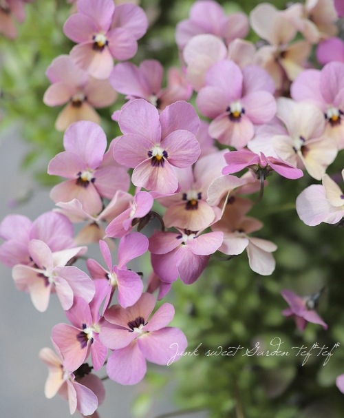 ���ߤ�ȥӥ��顡�إ��󥴥��⡼���