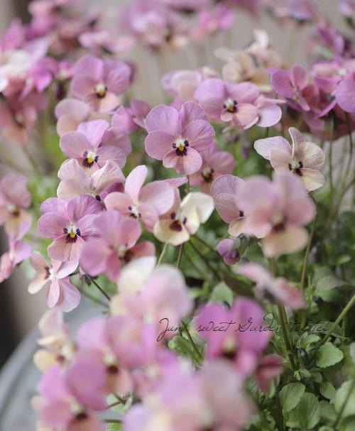 ���ߤ�ȥӥ��顡�إ��󥴥��⡼���