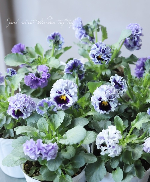 まっちゃん　パンジー　フリル　アンティークラッフル　3.5号　8つセット Pansy パンジー フリル咲きパンジー 《Antique Raffle アンティーク