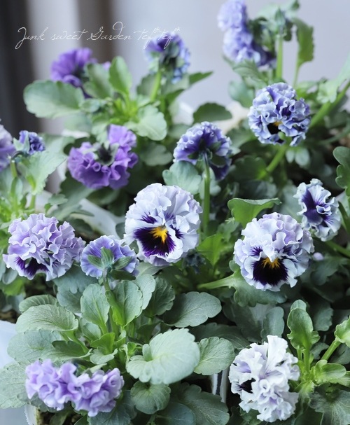 イマン　パンジーブルーアンティークケトル イマン パンジーブルーアンティークケトル