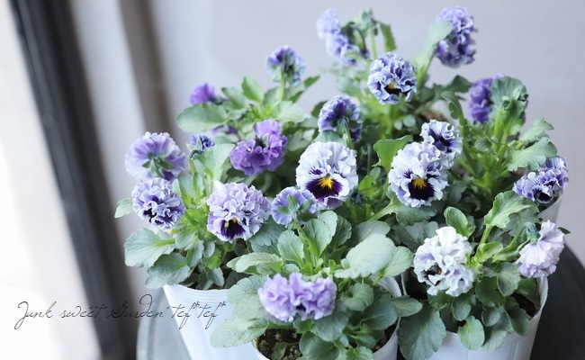 まっちゃん　パンジー　フリル　アンティークラッフル　3.5号　8つセット ○松原園芸さんパンジー 『アンティークラッフル』 フリルブルー