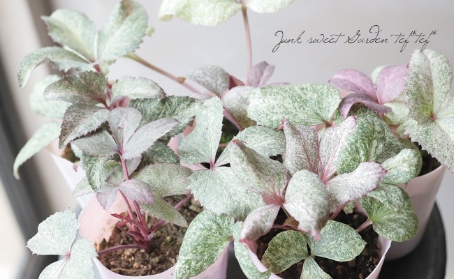 松村園芸・カラーリーフのクリスマスローズ 『ピンクダイヤモンド系